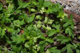 Attēlu rezultāti vaicājumam “Didymium verrucisporum stalked”