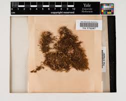 Attēlu rezultāti vaicājumam “Harpanthus flotovianus”