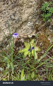 Attēlu rezultāti vaicājumam “Pinguicula vulgaris”