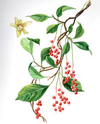 Attēlu rezultāti vaicājumam “Schisandra chinensis flower”