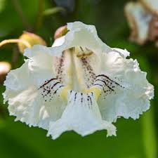 Attēlu rezultāti vaicājumam “Catalpa ovata flower”