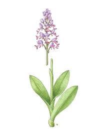 Attēlu rezultāti vaicājumam “Orchis militaris leaf”