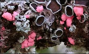 Attēlu rezultāti vaicājumam “Illosporiopsis christiansenii”