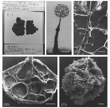 Attēlu rezultāti vaicājumam “Clastoderma debaryanum”