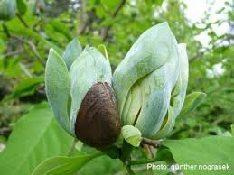 Attēlu rezultāti vaicājumam “Magnolia acuminata bud”