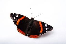 Attēlu rezultāti vaicājumam “Vanessa atalanta”