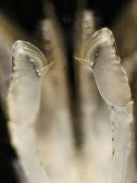 Attēlu rezultāti vaicājumam “Crangon crangon”