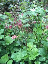 Attēlu rezultāti vaicājumam “Geum x intermedium”