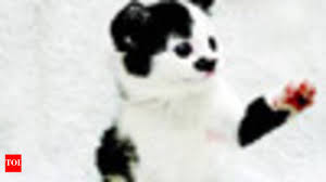 Image result for kitler