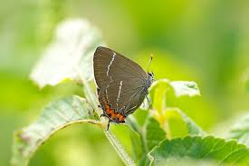 Attēlu rezultāti vaicājumam “Satyrium w-album underside”