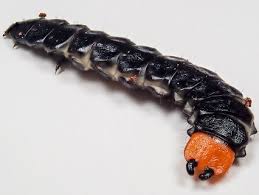 Attēlu rezultāti vaicājumam “Blattoptera”