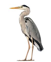 Attēlu rezultāti vaicājumam “Ardea cinerea”