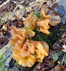 Attēlu rezultāti vaicājumam “Tremella foliacea”