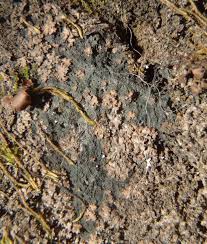 Attēlu rezultāti vaicājumam “Parmeliella triptophylla”