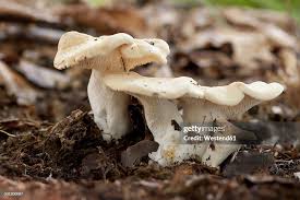 Attēlu rezultāti vaicājumam “Hydnum repandum”