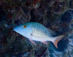 Image result for Lutjanus analis