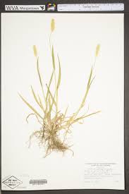 Attēlu rezultāti vaicājumam “Setaria glauca”