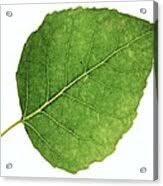 Attēlu rezultāti vaicājumam “Populus x gileadensis leaf”