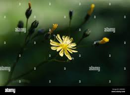 Attēlu rezultāti vaicājumam “Lapsana communis flower”