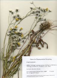 Attēlu rezultāti vaicājumam “Crepis tectorum fruit”