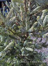 Attēlu rezultāti vaicājumam “Abies balsamea”