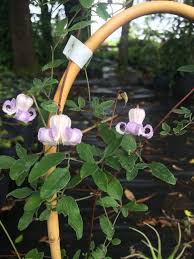 Attēlu rezultāti vaicājumam “Clematis”
