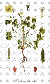 Attēlu rezultāti vaicājumam “Oxalis corniculata fruit”