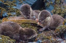 Image result for Eltham Otters