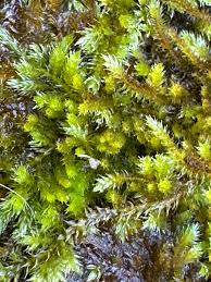 Attēlu rezultāti vaicājumam “Platygyrium repens”