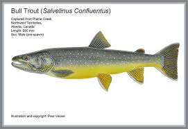 Image result for Salvelinus confluentus