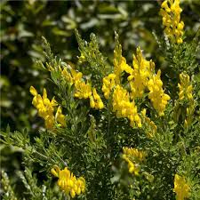 Attēlu rezultāti vaicājumam “Cytisus scoparius flower”