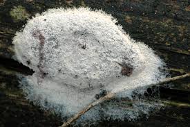 Attēlu rezultāti vaicājumam “Fuligo candida”