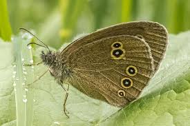 Attēlu rezultāti vaicājumam “Aphantopus hyperantus upperside”