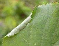 Attēlu rezultāti vaicājumam “Roeslerstammia erxlebella”