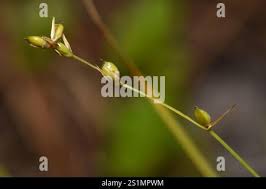 Attēlu rezultāti vaicājumam “Carex disperma”