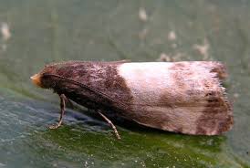 Attēlu rezultāti vaicājumam “Notocelia cynosbatella”