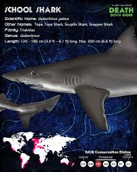 Image result for Galeorhinus galeus