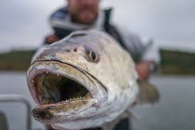 Image result for Argyrosomus japonicus