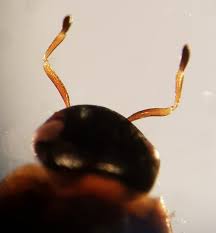 Attēlu rezultāti vaicājumam “Enochrus affinis”