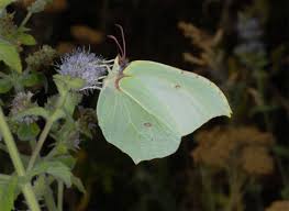 Attēlu rezultāti vaicājumam “Gonepteryx rhamni”
