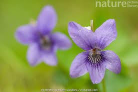 Attēlu rezultāti vaicājumam “Viola riviniana flower”
