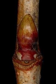 Attēlu rezultāti vaicājumam “Viburnum opulus bud”