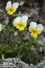 Attēlu rezultāti vaicājumam “Viola tricolor subsp. matutina”