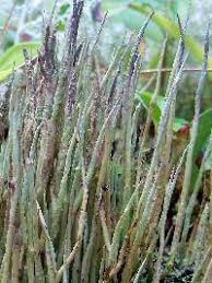 Attēlu rezultāti vaicājumam “Cladonia cornuta”