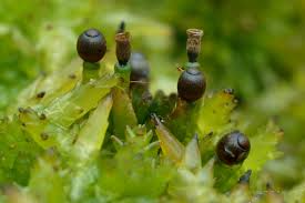 Attēlu rezultāti vaicājumam “Sphagnum sporophyte”