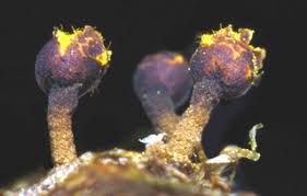 Attēlu rezultāti vaicājumam “Trichia erecta”