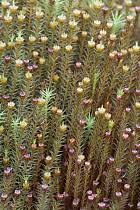 Attēlu rezultāti vaicājumam “Polytrichum strictum”