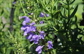 Image result for Dracocephalum moldavicum