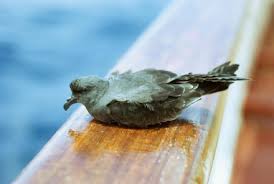 Image result for Oceanodroma castro