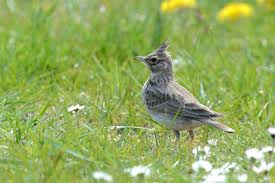 Attēlu rezultāti vaicājumam “Galerida cristata”